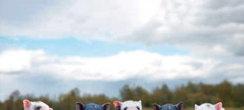 7. Hasty’s Adventure Farm 