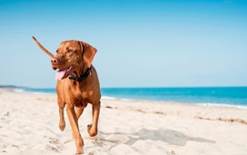 Dog playing 