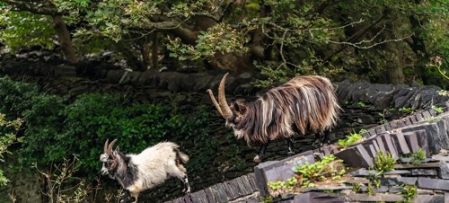 Welsh wildlife wonders 