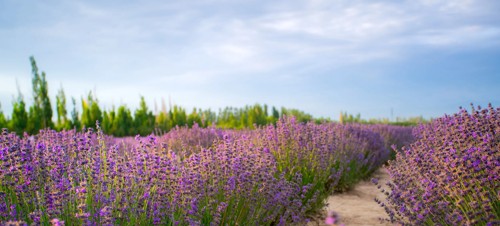 12. Cornish Lavender Farm, Perranporth  