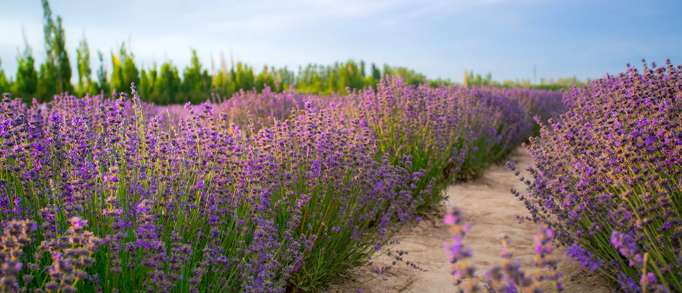2. Cornish Lavender 