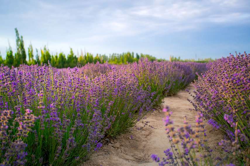 12. Cornish Lavender Farm, Perranporth  