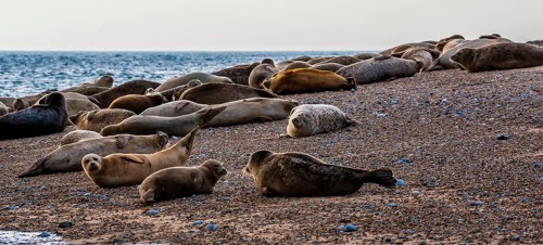 3. Blakeney Nature Reserve