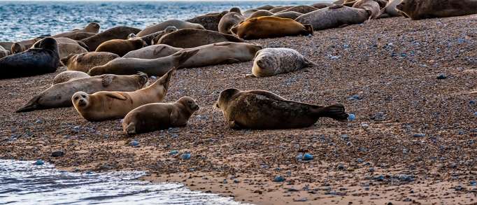 3. Blakeney Nature Reserve