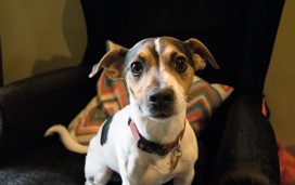 Dog relaxing in the pub