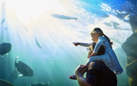 A father and his little daughter looking at an exhibit in an aquarium.