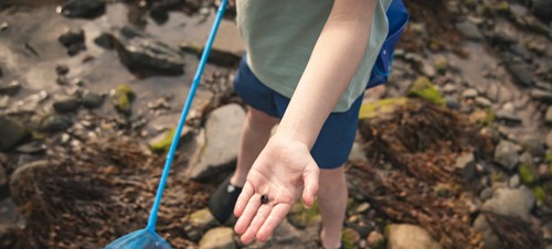 5. Coastal Explorer