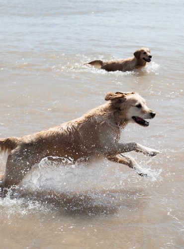 Couple walking the dog along the beach at Far Grange