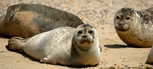 4. Searles Sea Tours Sea Safari, Hunstanton