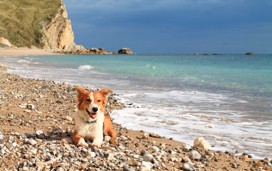 Dog-friendly beaches near Weymouth