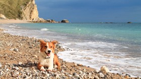 Dog-friendly beaches near Weymouth