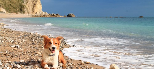 Dog-friendly beaches near Weymouth