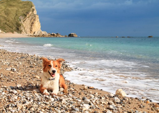 Dog-friendly beaches near Weymouth