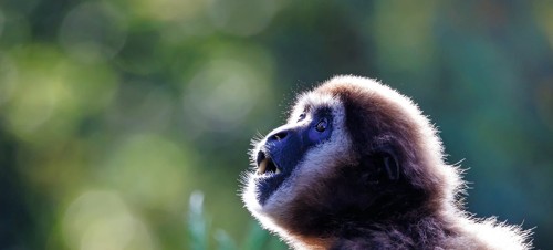 Welsh Mountain Zoo 