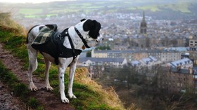 Dog looking out to Edinburgh