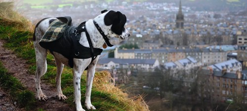 Dog looking out to Edinburgh