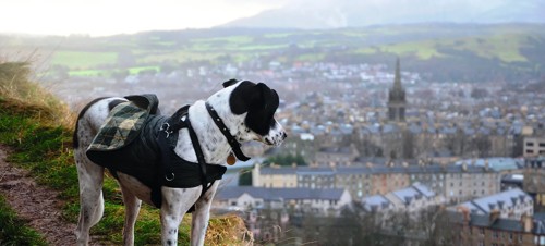 Dog-friendly things to do in Edinburgh