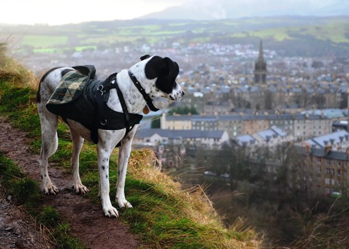 Dog-friendly restaurants in Edinburgh