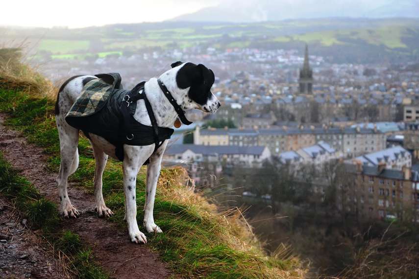 Dog-friendly things to do in Edinburgh