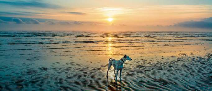 Saltfleetby Theddlethorpe Dunes, close to Mablethorpe