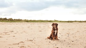 Dog-friendly beaches