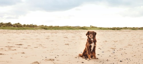 Dog-friendly beaches
