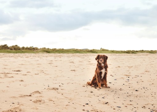 Best dog-friendly beaches in the UK
