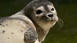 A common seal at Mablethorpe Seal Sanctuary.