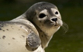 A common seal at Mablethorpe Seal Sanctuary.