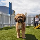 The park and the Lincolnshire coast is nice and flat so there's lots of gentle dog walking routes to take