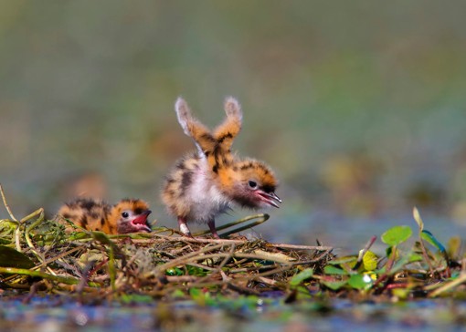 Best wildlife and nature reserves in Essex 