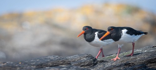 6. Birdwatching bonanza 