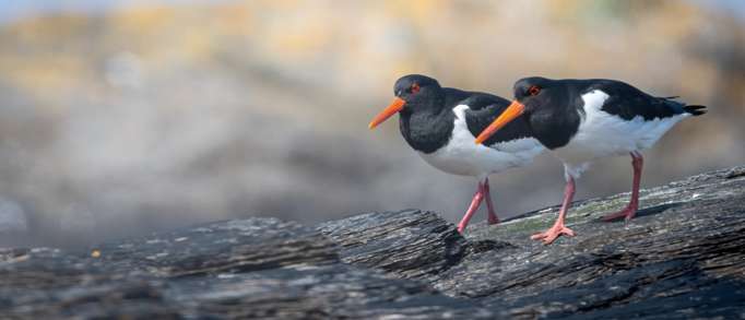 6. Birdwatching bonanza 