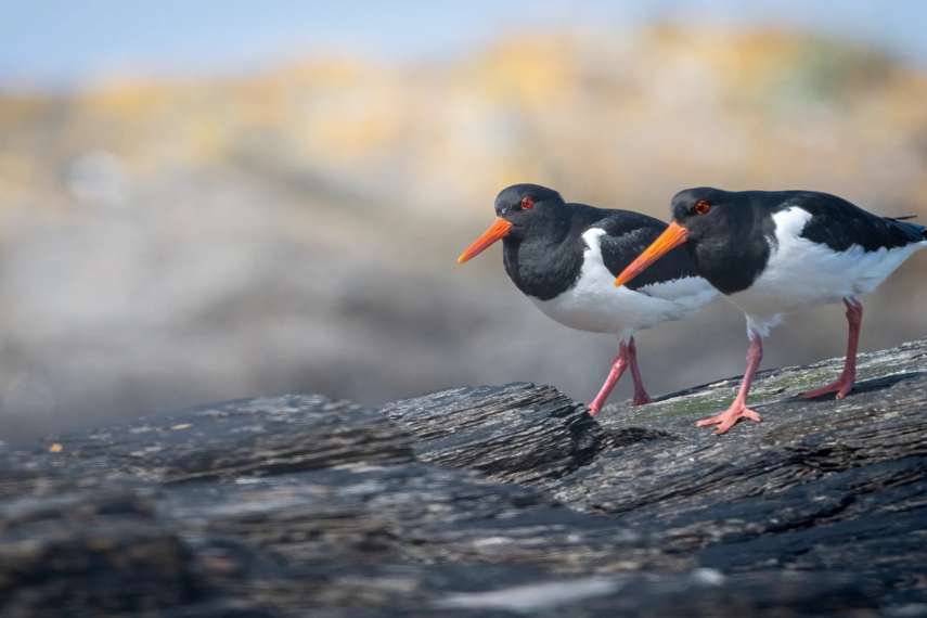 6. Birdwatching bonanza 