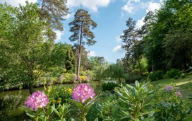 Flowers in Horham, Sussex
