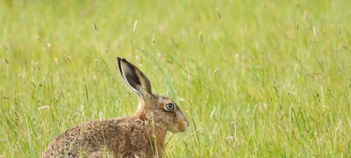 Elmley National Nature Reserve, Isle of Sheppey