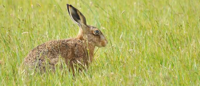 Elmley National Nature Reserve, Isle of Sheppey