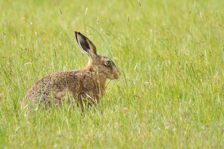 Elmley National Nature Reserve, Isle of Sheppey