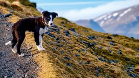 Border Collie