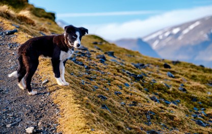 Border Collie