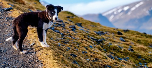 Border Collie
