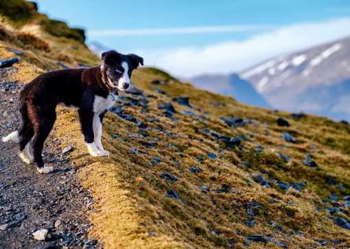 Dog-friendly beaches near the Lake District