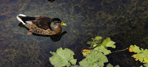 6. Brockholes Nature Reserve