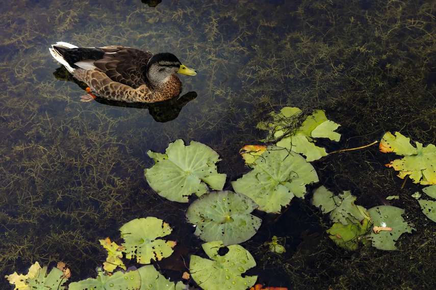 6. Brockholes Nature Reserve