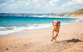Labrador beach, Cornwall