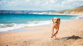 Labrador beach, Cornwall