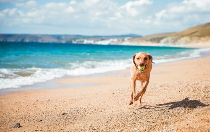 Labrador beach, Cornwall