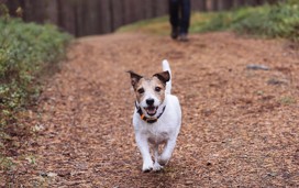 Masons Wood, Fulwood