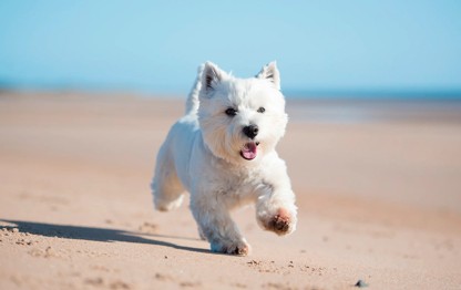Dog on beach