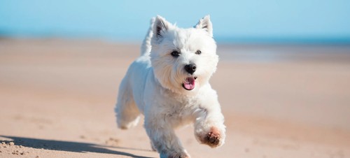 Dog on beach